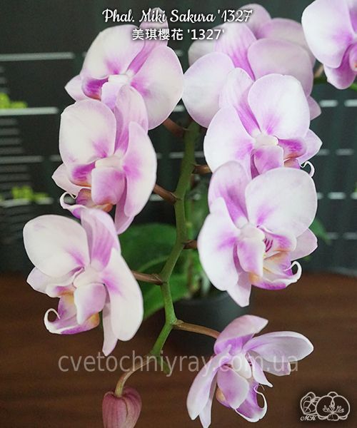 Орхідея Phal. Miki Sakura &lsquo;1327&rsquo; &mdash; підліток 3,0" квіти 7,5 см (Мікі Сакура) БЕРЕЗЕНЬ В1 фото