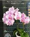 Орхідея Phal. Miki Sakura &lsquo;1327&rsquo; &mdash; підліток 3,0" квіти 7,5 см (Мікі Сакура) БЕРЕЗЕНЬ В1 фото 2