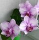 Орхідея Phal. Miki Sakura &lsquo;1327&rsquo; &mdash; підліток 3,0" квіти 7,5 см (Мікі Сакура) БЕРЕЗЕНЬ В1 фото 4