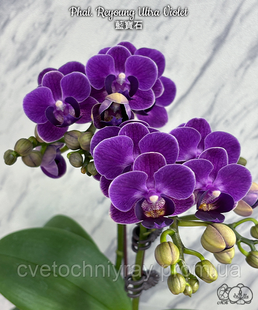 Орхідея Phal. Reyoung Ultra Violet (Реянг Ультра Вайолет) &mdash; підліток 2,5" ЧЕРВЕНЬ В44 фото