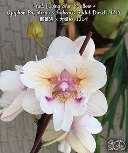 Орхідея Phal. Tying Shin Swallow &times; (Yaphon Big Mouse &times; Fusheng's Bridal Dress) &lsquo;1214&rsquo; &mdash; підліток 2,5 (Попкорн) БЕРЕЗЕНЬ В65 фото