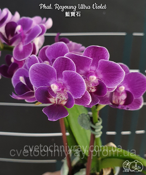 Орхідея Phal. Reyoung Ultra Violet (Реянг Ультра Вайолет) &mdash; підліток 2,5" ЧЕРВЕНЬ В44 фото