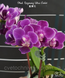 Орхідея Phal. Reyoung Ultra Violet (Реянг Ультра Вайолет) &mdash; підліток 2,5" ЧЕРВЕНЬ В44 фото 9