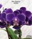Орхідея Phal. Reyoung Ultra Violet (Реянг Ультра Вайолет) &mdash; підліток 2,5" ЧЕРВЕНЬ В44 фото 6
