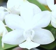 Орхідея Phal. 1230-2 Snow Pearl (Сноу Перл, наша назва) &mdash; підліток 1,7" СЕРПЕНЬ 1230-2 фото