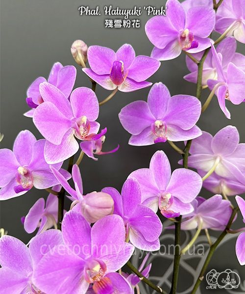 Орхідея Phal. Hatuyuki Pink (Хатуюкі Пінк) &mdash; підліток 2,5"  ЖОВТЕНЬ В30 фото