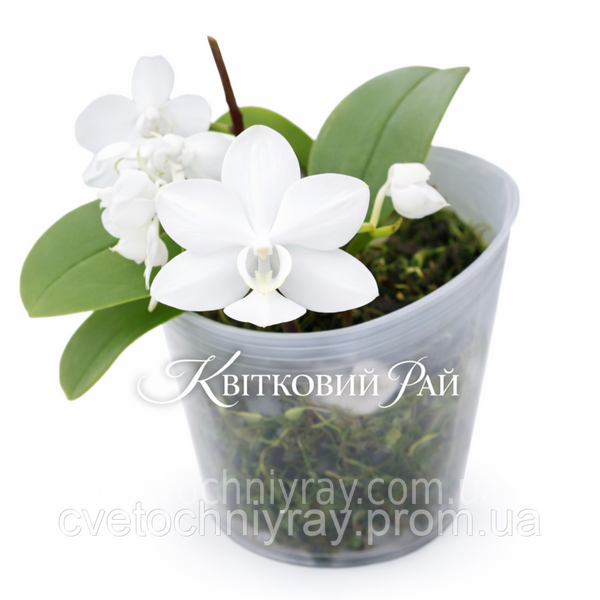 Орхідея Phal. 1230-2 Snow Pearl (Сноу Перл, наша назва) &mdash; підліток 1,7" СЕРПЕНЬ 1230-2 фото