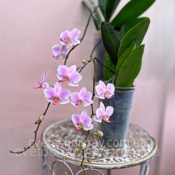 Орхідея Phal. Hatuyuki Pink (Хатуюкі Пінк) &mdash; підліток 2,5"  ЖОВТЕНЬ В30 фото