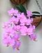Орхідея Phal. Hatuyuki Pink (Хатуюкі Пінк) &mdash; підліток 2,5"  ЖОВТЕНЬ В30 фото 4