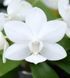 Орхідея Phal. 1230-2 Snow Pearl (Сноу Перл, наша назва) &mdash; підліток 1,7" СЕРПЕНЬ 1230-2 фото 1