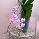 Орхідея Phal. Hatuyuki Pink (Хатуюкі Пінк) &mdash; підліток 2,5"  ЖОВТЕНЬ В30 фото 3
