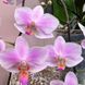 Орхідея Phal. Hatuyuki Pink (Хатуюкі Пінк) &mdash; підліток 2,5"  ЖОВТЕНЬ В30 фото 1