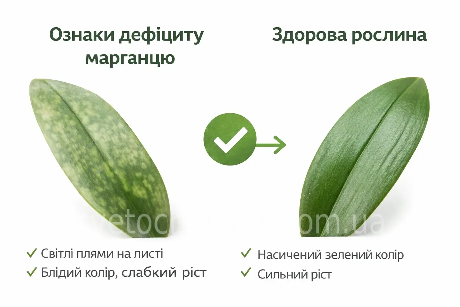 дефіцит марганцю у рослин світлі плями на листі та здорова зелена рослина порівняння