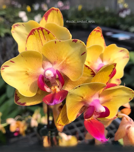 Орхідея Phal. Sweet Girl (peloric) &mdash; підліток 2,5" (фаленопсис Світ Герл) БЕРЕЗЕНЬ В23 фото