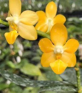 Орхідея Phal. Golden Lobbii (Голден Лоббі) &mdash; підліток 1,7" КВІТЕНЬ 0944-1 фото