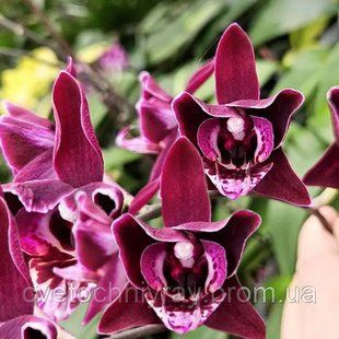 Орхідея Phal. Profar With, підліток 1,7 5033 фото