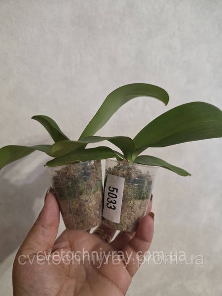 Орхідея Phal. Profar With, підліток 1,7 5033 фото