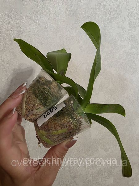 Орхідея Phal. Profar With, підліток 1,7 5033 фото