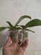 Орхідея Phal. Profar With, підліток 1,7 5033 фото 6