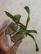 Орхідея Phal. Profar With, підліток 1,7 5033 фото 5