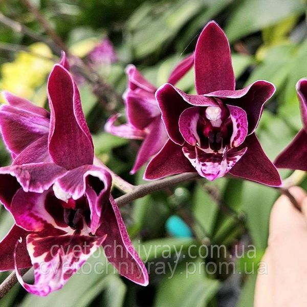Орхідея Phal. Profar With, підліток 1,7 5033 фото