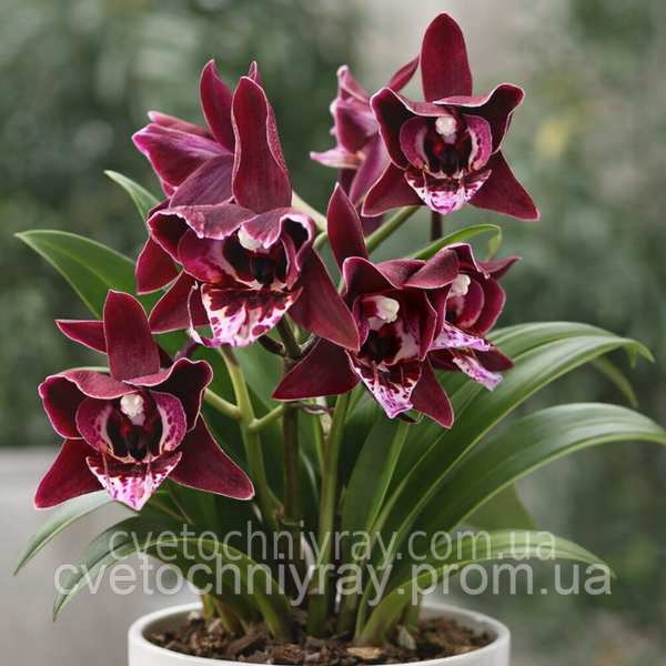 Орхідея Phal. Profar With, підліток 1,7 5033 фото