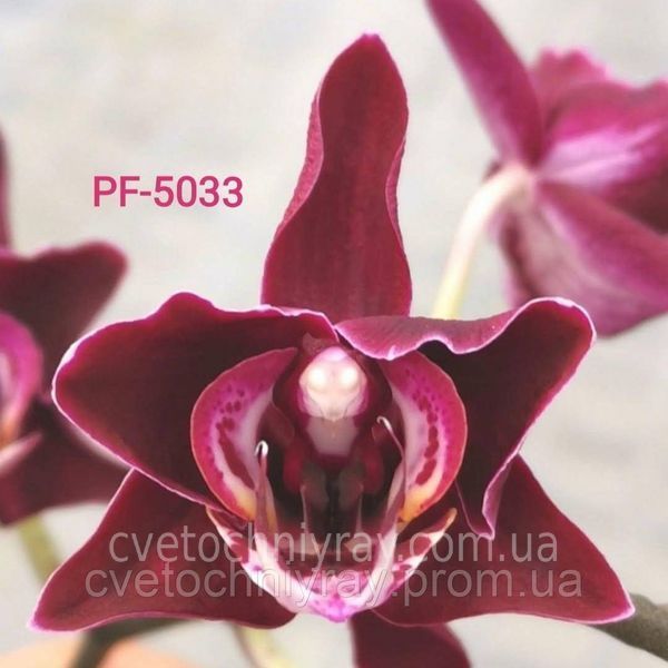 Орхідея Phal. Profar With, підліток 1,7 5033 фото