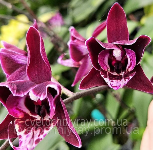 Орхідея Phal. Profar With, підліток 1,7 5033 фото