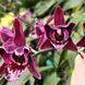 Орхідея Phal. Profar With, підліток 1,7 5033 фото 2
