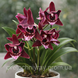 Орхідея Phal. Profar With, підліток 1,7 5033 фото 7
