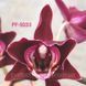 Орхідея Phal. Profar With, підліток 1,7 5033 фото 3
