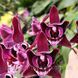 Орхідея Phal. Profar With, підліток 1,7 5033 фото 1