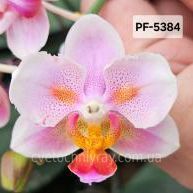 Орхідея Phal. 5380 Mango Kiss (Манго Кіс &mdash; наша назва) &mdash; підліток 1,7" КВІТЕНЬ 5384 фото