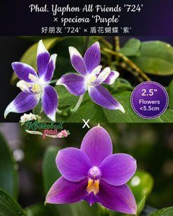 Орхідея Phal. Yaphon All Friends '724' &times; speciosa 'Purple' &mdash; підліток 2,5", квіти до 5,5 см ЖОВТЕНЬ В25 фото