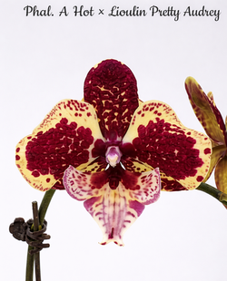 Орхідея Phal. A Hot &times; Lioulin Pretty Audrey &mdash; підліток 2,5 (фаленопсис А Хот &times; Ліулін Претті Одрі) БЕРЕЗЕНЬ В70 фото