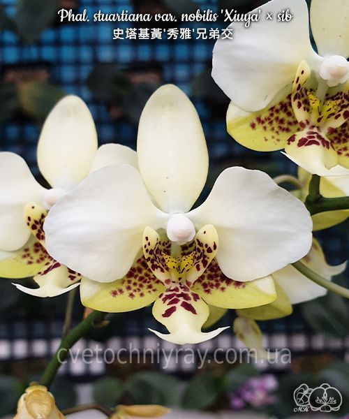 Орхідея Phal. stuartiana var. nobilis 'Xiuya' &times; sib (Стюартіана нобіліс Сюя &times; sib) &mdash; підліток 1,7" ЧЕРВЕНЬ В55 фото