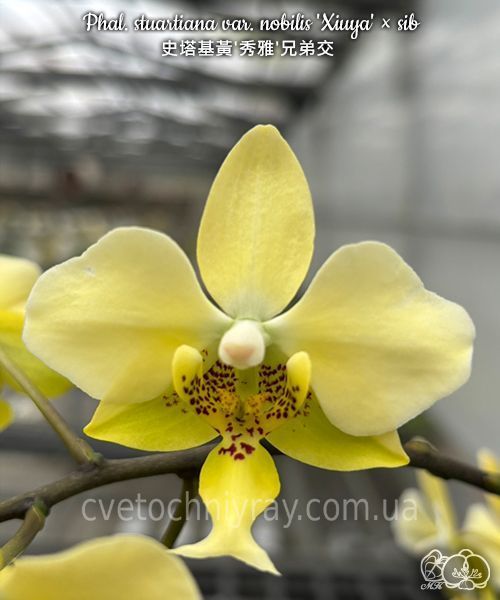 Орхідея Phal. stuartiana var. nobilis 'Xiuya' &times; sib (Стюартіана нобіліс Сюя &times; sib) &mdash; підліток 1,7" ЧЕРВЕНЬ В55 фото