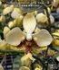 Орхідея Phal. stuartiana var. nobilis 'Xiuya' &times; sib (Стюартіана нобіліс Сюя &times; sib) &mdash; підліток 1,7" ЧЕРВЕНЬ В55 фото 2