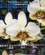 Орхідея Phal. stuartiana var. nobilis 'Xiuya' &times; sib (Стюартіана нобіліс Сюя &times; sib) &mdash; підліток 1,7" ЧЕРВЕНЬ В55 фото 4