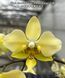 Орхідея Phal. stuartiana var. nobilis 'Xiuya' &times; sib (Стюартіана нобіліс Сюя &times; sib) &mdash; підліток 1,7" ЧЕРВЕНЬ В55 фото 3