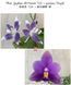 Орхідея Phal. Yaphon All Friends '724' &times; speciosa 'Purple' &mdash; підліток 2,5", квіти до 5,5 см ЖОВТЕНЬ В25 фото 2