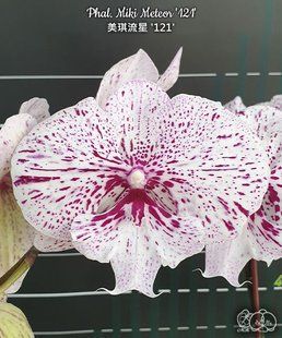 Орхідея Phal. Miki Meteor '121' &mdash; підліток 2,5 (фаленопсис Мікі Метеор) БЕРЕЗЕНЬ В71 фото