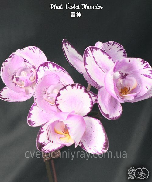 Орхідея Phal. Violet Thunder (Вайолет Сандер) &mdash; підліток 2,5" ЧЕРВЕНЬ В56 фото