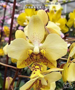 Орхідея Phal. Stuartiana var. nobilis &times; sib &mdash; підліток 1,7" (фаленопсис Стюартіана нобіліс) БЕРЕЗЕНЬ В50 фото