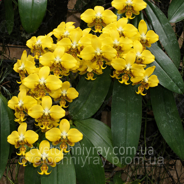 Орхідея Phal. Stuartiana var. nobilis &times; sib &mdash; підліток 1,7" (фаленопсис Стюартіана нобіліс) БЕРЕЗЕНЬ В50 фото