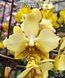 Орхідея Phal. Stuartiana var. nobilis &times; sib &mdash; підліток 1,7" (фаленопсис Стюартіана нобіліс) БЕРЕЗЕНЬ В50 фото 1