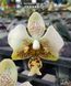 Орхідея Phal. Stuartiana var. nobilis &times; sib &mdash; підліток 1,7" (фаленопсис Стюартіана нобіліс) БЕРЕЗЕНЬ В50 фото 5