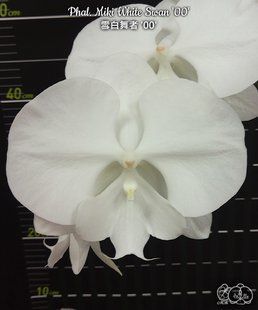 Орхідея Phal. Miki White Swan '00' &mdash; підліток 2,5" (фаленопсис Мікі Вайт Свон) БЕРЕЗЕНЬ В32 фото