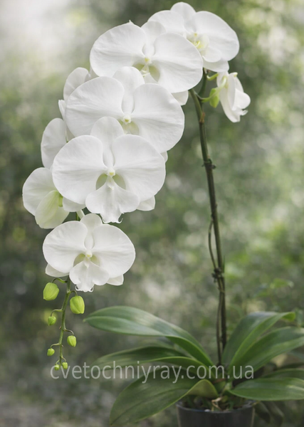 Орхідея Phal. Miki White Swan '00' &mdash; підліток 2,5" (фаленопсис Мікі Вайт Свон) БЕРЕЗЕНЬ В32 фото