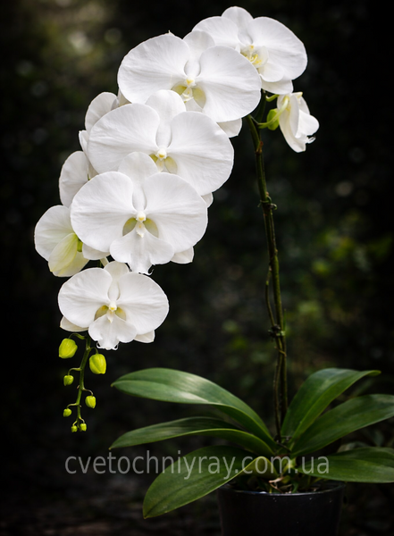 Орхідея Phal. Miki White Swan '00' &mdash; підліток 2,5" (фаленопсис Мікі Вайт Свон) БЕРЕЗЕНЬ В32 фото